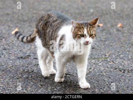 London, Großbritannien. September 2020. Larry, die Downing Street Katze, in Downing Street. Premierminister Boris Johnson verlässt das Parlament, um die Fragen des Premierministers zu beantworten. Kredit: Mark Thomas/Alamy Live Nachrichten Stockfoto
