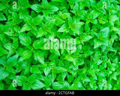 Grüner Hintergrund von jungen Brennnesselblättern im Frühjahr. Stockfoto