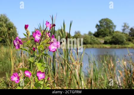 Great Willowherb Epilobium hirsutum wächst neben Brymbo Pool, einem beliebten Angelsee in Brymbo Village in der Nähe von Wrexham, Wales Stockfoto