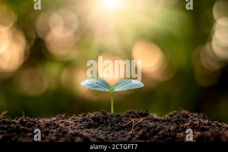Kleine Bäume mit grünen Blättern, natürlichem Wachstum und Sonnenlicht, das Konzept der Landwirtschaft und nachhaltiges Pflanzenwachstum. Stockfoto