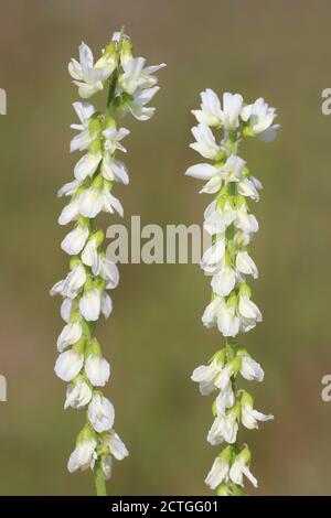 Weißer Melilot Melilotus albus Stockfoto