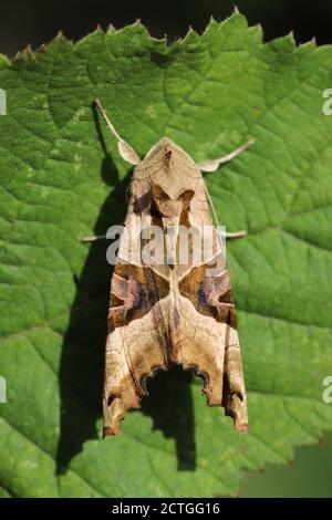 Winkel-Farbtöne-Phlogophora meticulosa Stockfoto