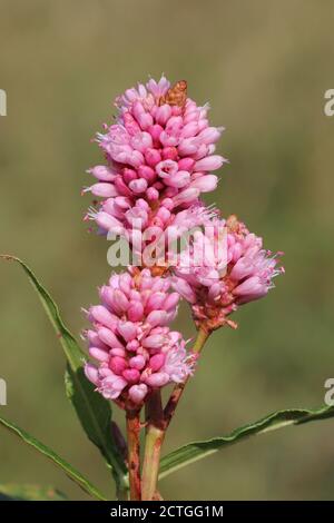 Rotschenkel Persicaria maculosa Stockfoto