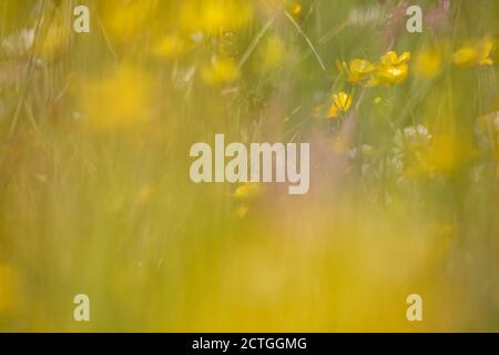 Wet Flower-rich Meadow, Kielder Water & Forest Park, Northumberland, UK Stockfoto