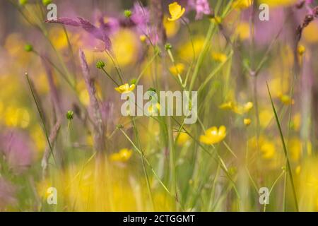 Wet Flower-rich Meadow, Kielder Water & Forest Park, Northumberland, UK Stockfoto