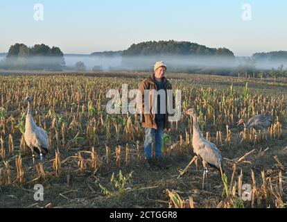 21. September 2020, Brandenburg, Steinhöfel: Beate Blahy, Tier- und Naturschützerin, steht mit drei jungen Kranichen (Grus grus) am frühen Morgen auf einem geernteten Maisfeld. Kraniche haben in diesem Jahr nur wenige Nachkommen in Brandenburg. Der Grund dafür ist die Dürre. Es fehlt an geeigneten Brutplätzen und Futter. Anstatt in freier Wildbahn aufgezogen zu werden, werden Jungvögel zunehmend von Menschen aus einer falschen Liebe zu Tieren aufgezogen. Das ist auch alarmierend. Foto: Patrick Pleul/dpa-Zentralbild/ZB Stockfoto