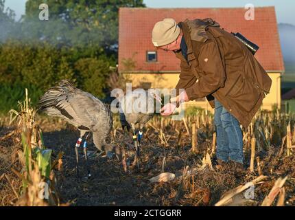 21. September 2020, Brandenburg, Steinhöfel: Beate Blahy, Tier- und Naturschützerin, steht mit zwei jungen Kranichen (Grus grus) am frühen Morgen auf einem geernteten Maisfeld. Kraniche haben in diesem Jahr nur wenige Nachkommen in Brandenburg. Der Grund dafür ist die Dürre. Es fehlt an geeigneten Brutplätzen und Futter. Anstatt in freier Wildbahn aufgezogen zu werden, werden Jungvögel zunehmend von Menschen aus einer falschen Liebe zu Tieren aufgezogen. Das ist auch alarmierend. Foto: Patrick Pleul/dpa-Zentralbild/ZB Stockfoto