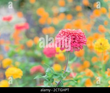 Flache DOF auf Blüte lila Zinnie mit Unschärfe bunt bunt bunt Blumenhintergrund Stockfoto