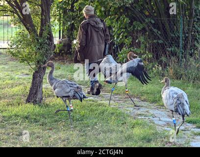 21. September 2020, Brandenburg, Steinhöfel: Beate Blahy, Tier- und Naturschützerin, geht früh morgens mit drei jungen Kranichen (Grus grus) über ihr Grundstück. Kraniche haben in diesem Jahr nur wenige Nachkommen in Brandenburg. Der Grund dafür ist die Dürre. Es fehlt an geeigneten Brutplätzen und Futter. Anstatt in freier Wildbahn zu sein, werden Jungvögel zunehmend von Menschen aus einer falschen Liebe zu Tieren aufgezogen. Das ist auch alarmierend. Foto: Patrick Pleul/dpa-Zentralbild/ZB Stockfoto