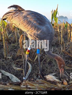 21. September 2020, Brandenburg, Steinhöfel: Ein junger Kranich (Grus grus), der von der Tier- und Naturschützerin Beate Blahy aufgezogen wird, steht am frühen Morgen auf einem geernteten Maisfeld. Kraniche haben in diesem Jahr nur wenige Nachkommen in Brandenburg. Der Grund dafür ist die Dürre. Es fehlt an geeigneten Brutplätzen und Futter. Anstatt in freier Wildbahn aufgezogen zu werden, werden Jungvögel zunehmend von Menschen aus einer falschen Liebe zu Tieren aufgezogen. Das ist auch alarmierend. Foto: Patrick Pleul/dpa-Zentralbild/ZB Stockfoto