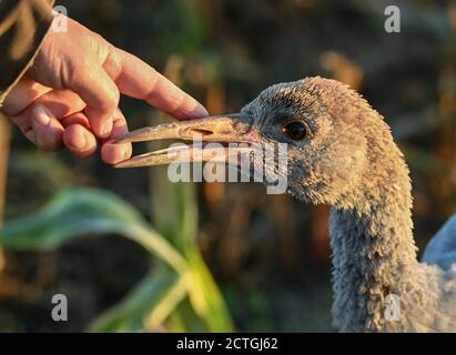 21. September 2020, Brandenburg, Steinhöfel: Ein junger Kranich (Grus grus) wackelt seinen Schnabel zum Finder der Tier- und Naturschützerin Beate Blahy. Kraniche haben in diesem Jahr nur wenige Nachkommen in Brandenburg. Der Grund dafür ist die Dürre. Es fehlt an geeigneten Brutplätzen und Futter. Anstatt in freier Wildbahn aufgezogen zu werden, werden Jungvögel zunehmend von Menschen aus einer falschen Liebe zu Tieren aufgezogen. Das ist auch alarmierend. Foto: Patrick Pleul/dpa-Zentralbild/ZB Stockfoto