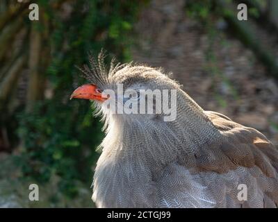 Rot-beinige seriema Cariama cristata Stockfoto