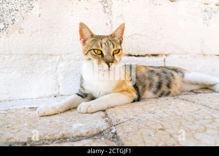 Tabby und weiße junge Katze auf der weißen Treppe in Karpathos, Griechenland Stockfoto