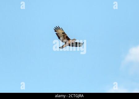 Bussard, Buteo buteo, im Flug über Norfolk. Stockfoto