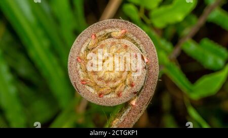 Nahaufnahme der Spiralknospe der Farnpflanze mit einzigartigem Muster Und Form Stockfoto