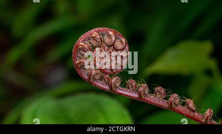 Nahaufnahme der Spiralknospe der Farnpflanze mit einzigartigem Muster Und Form Stockfoto