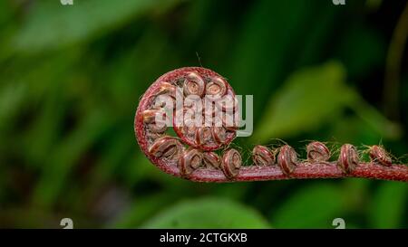 Nahaufnahme der Spiralknospe der Farnpflanze mit einzigartigem Muster Und Form Stockfoto