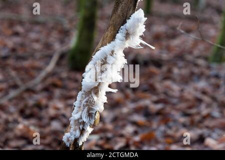 Haareis auf Stängel im Winterwald Stockfoto