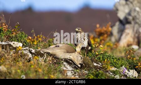 Gemeine Bussardjagd Rehe in den Bergen im Herbst. Stockfoto