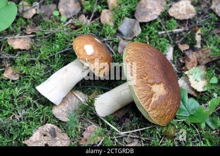 Steinpilze im Wald gefunden. Pilzsaison. Stockfoto