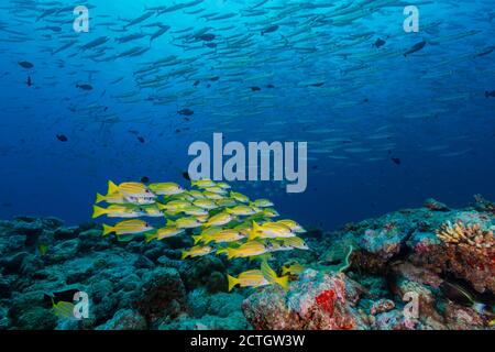 Unterwasser-Szene mit Schule von gelben Fischen schwimmen über Korallenriff mit großen Schule von Silberfischen im Hintergrund. Stockfoto