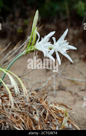 Pancratium maritimum ist eine weiße Blume, die spontan an den sandigen Ufern des Mittelmeers wächst. Stockfoto
