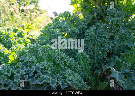 Kale wächst durch den Sommer in einem Bio-Garten. Stockfoto