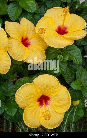 Yellow Hibiscus ist eine Gattung von blühenden Pflanzen in der Malve Familie, Malvaceae.. Stockfoto