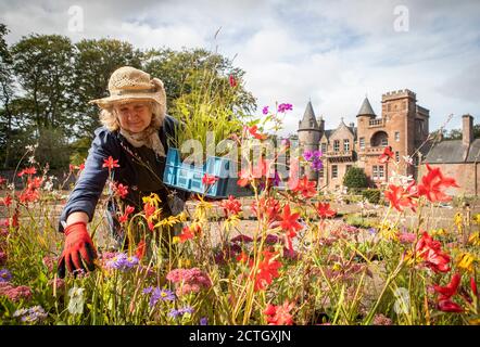 Die Volunteer Katie Dessain hilft bei der Pflanzung des neuen Gartens, der vom Gärtner und Designer Nigel Dunnet als Reaktion auf die 800-jährige Gartengeschichte des Standorts Hospitalfield in Arbroath geschaffen wurde. Stockfoto