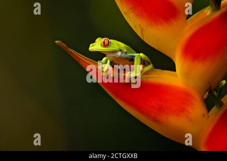 Agalychnis callidryas, bekannt als Rotaugen-Baumfrosch, ist ein Baumhylid, der in den neotropischen Regenwäldern beheimatet ist. Aufgenommen in Costa Rica Stockfoto