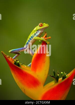 Agalychnis callidryas, bekannt als Rotaugen-Baumfrosch, ist ein Baumhylid, der in den neotropischen Regenwäldern beheimatet ist. Aufgenommen in Costa Rica Stockfoto