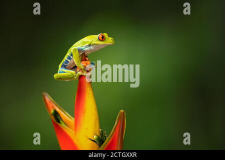 Agalychnis callidryas, bekannt als Rotaugen-Baumfrosch, ist ein Baumhylid, der in den neotropischen Regenwäldern beheimatet ist. Aufgenommen in Costa Rica Stockfoto