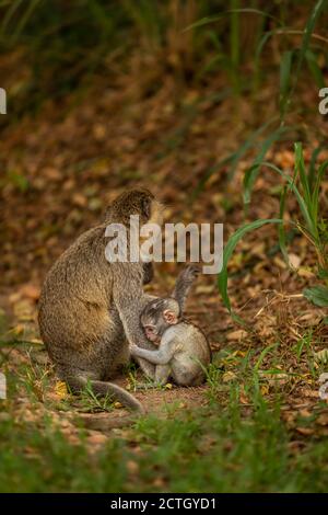 Vervet Affenbaby (Chlorocebus pygerythrus) mit Mama, Murchison Falls National Park, Uganda. Stockfoto