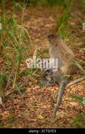 Vervet Affenbaby (Chlorocebus pygerythrus) mit Mama, Murchison Falls National Park, Uganda. Stockfoto