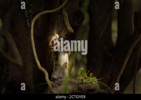 Vervet Affenbaby (Chlorocebus pygerythrus), Murchison Falls National Park, Uganda. Stockfoto