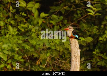 Graukopfeisvogel (Halcyon leucocephala) auf einem Pfosten stehend, Uganda. Stockfoto