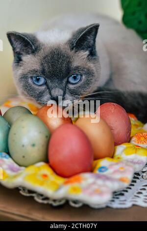 Katze schniffs gemalt Ostereier Stockfoto