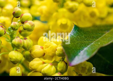 Gewöhnliche Mahonie mit gelbem Blütenstand Stockfoto