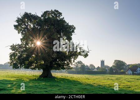 Eine englische Eiche auf einem Feld im Dorf Wrington bei Sonnenaufgang, North Somerset, England. Stockfoto