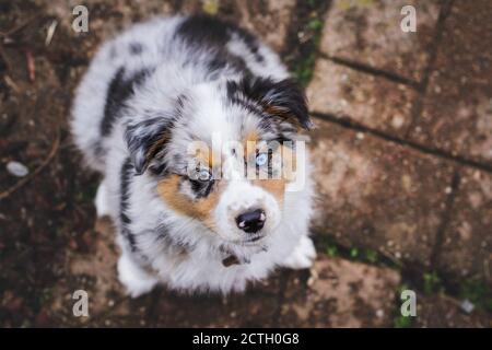 Abstrakter Draufsicht auf einen schönen 8 Wochen alten kleinen Hund. Selektiver Fokus auf das Gesicht des australischen Schäferhundes. Er hat ein blaues Auge und ein braunes. Stockfoto