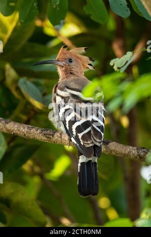 Eurasian Hoopoe auf Baum Zweig Blick in eine Ferne Stockfoto