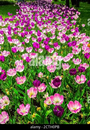 Tulpen im Park der Insel Yelagin in St. Petersburg, Russland Stockfoto