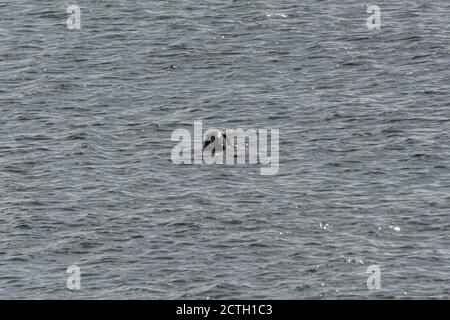 Der Kopf einer Kegelrobbe (Halichoerus grypus) Aus dem Wasser herausragen Stockfoto