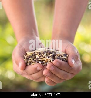 Kinder Hände halten Samen auf natürlichen grünen Hintergrund. Beginnen Sie mit der Pflanzsaison. Stockfoto