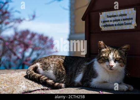 Ein streunendes Kätzchen, das neben einem Holzhaus in der Sonne liegt. Stockfoto