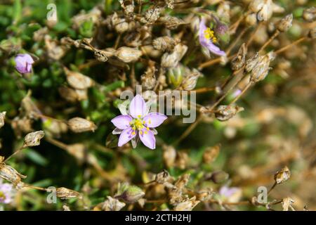 Großmeer-Spurrey (Spergularia media) wächst auf St. Martin's, Scilly-Inseln Stockfoto