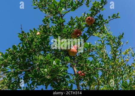 Ein Bündel Granatapfelfrucht auf einem Baum, blauer Himmel Hintergrund Stockfoto