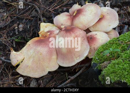 Hypholoma lateritium, Ziegel Kappe giftigen Pilz Nahaufnahme selektiver Fokus Stockfoto