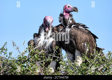 Brutpaar Lappet-gesichtige Geier (Torgos tracheliotos) im Baumkacheliotos des Masai Mara National Reserve, Kenia Stockfoto