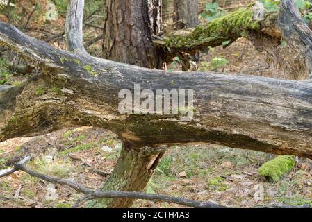 Gefallene Eiche im Wald Stockfoto